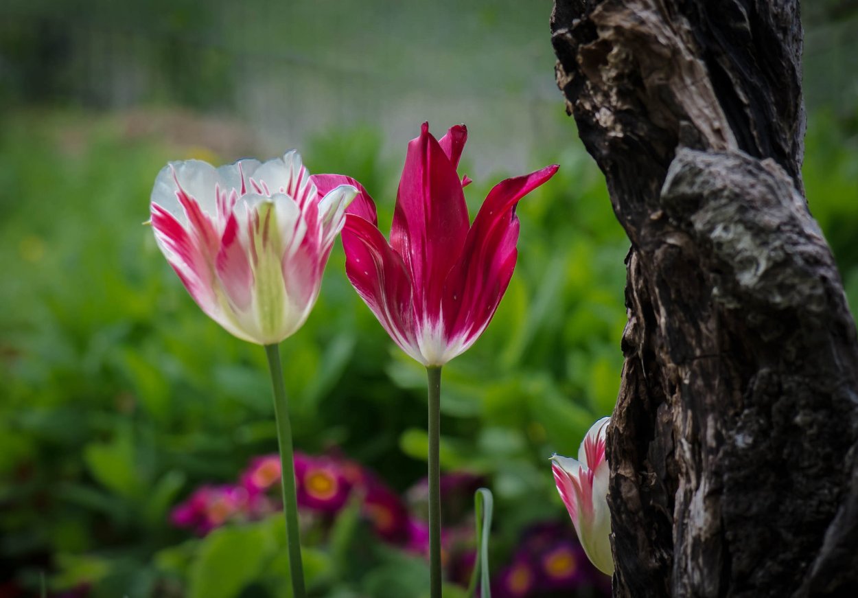 Пудровые тюльпаны