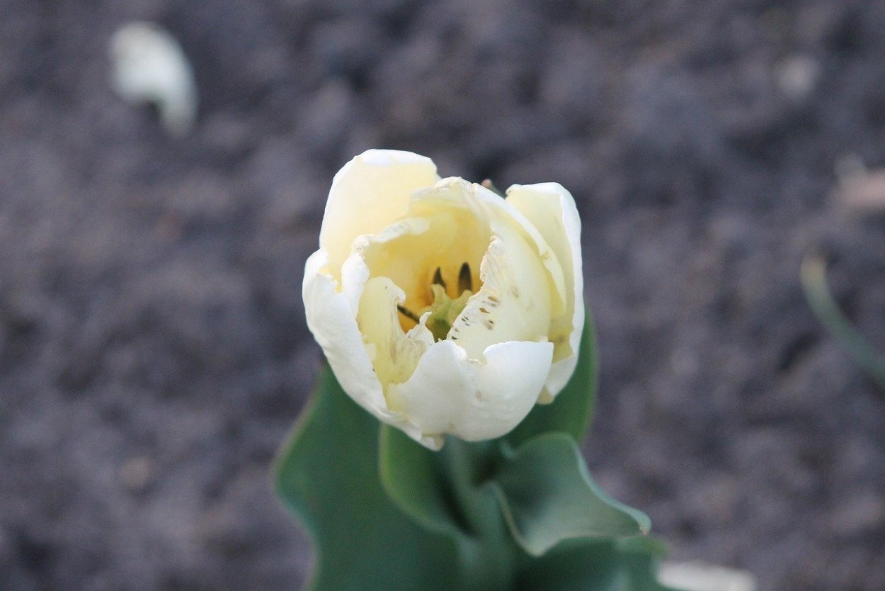 Любовь ради Аллаха