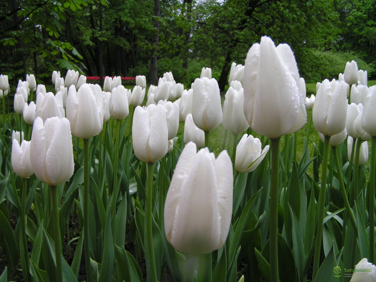 Тюльпаны в конверте