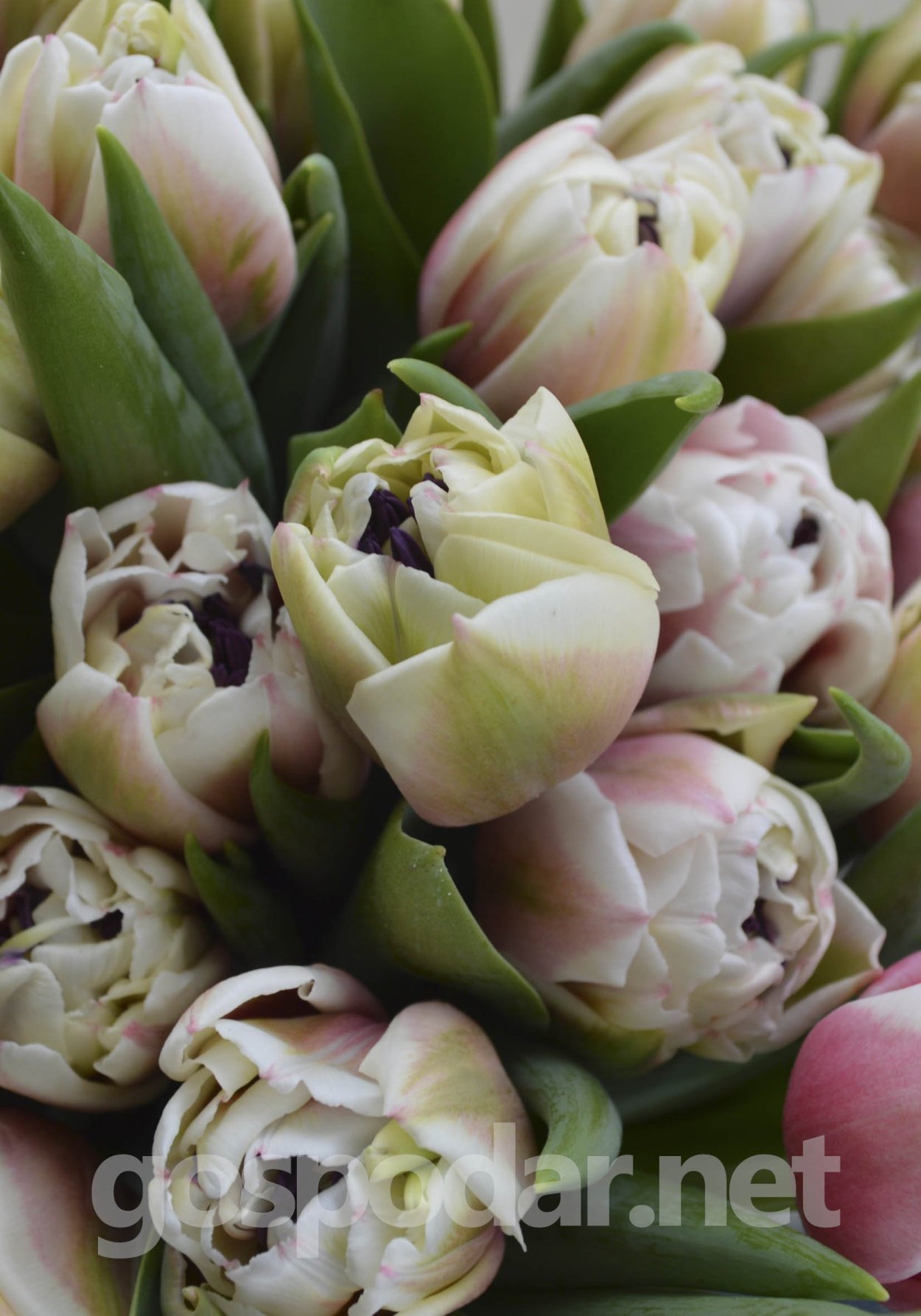 Тюльпан Sambuca