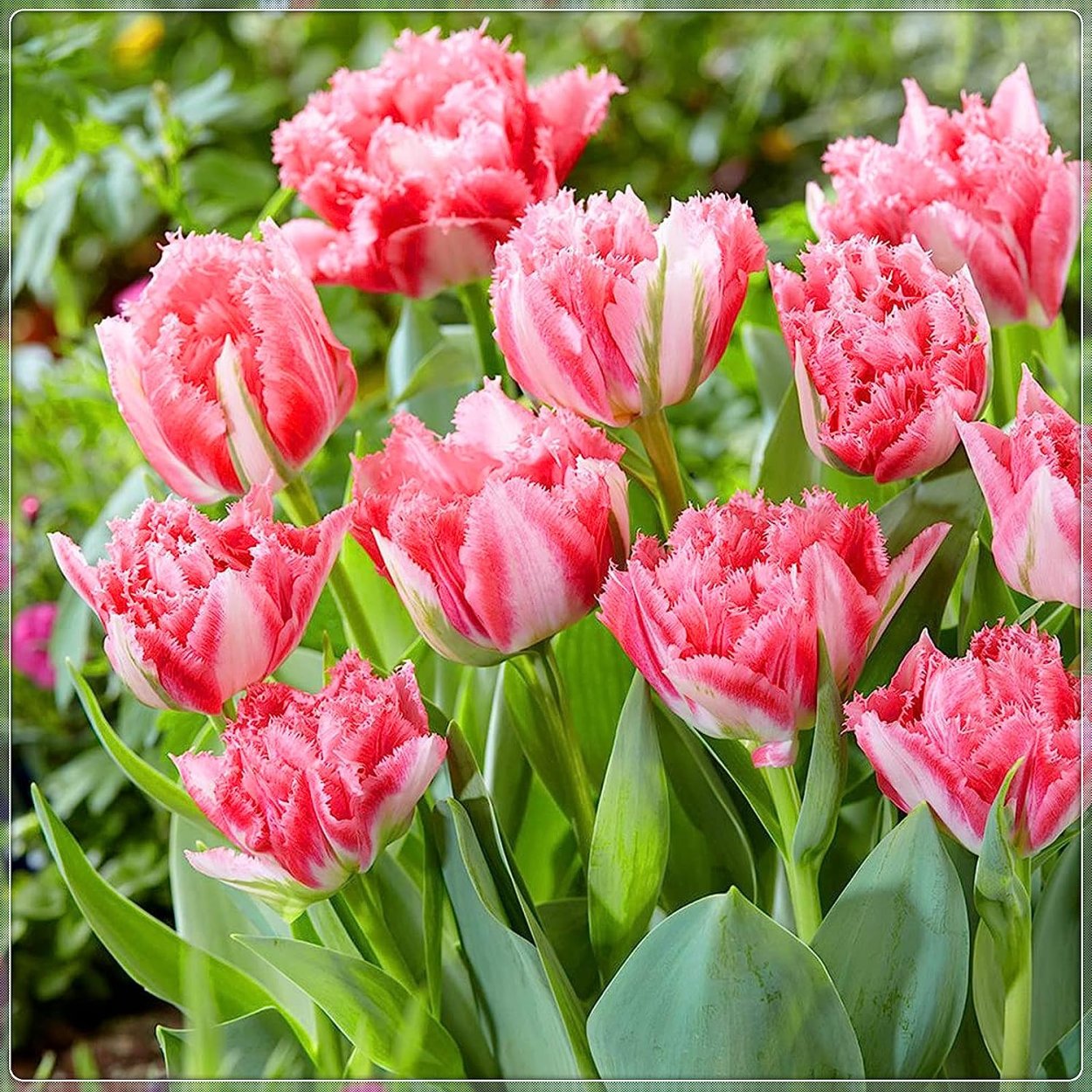 Тюльпан Сан Ремо