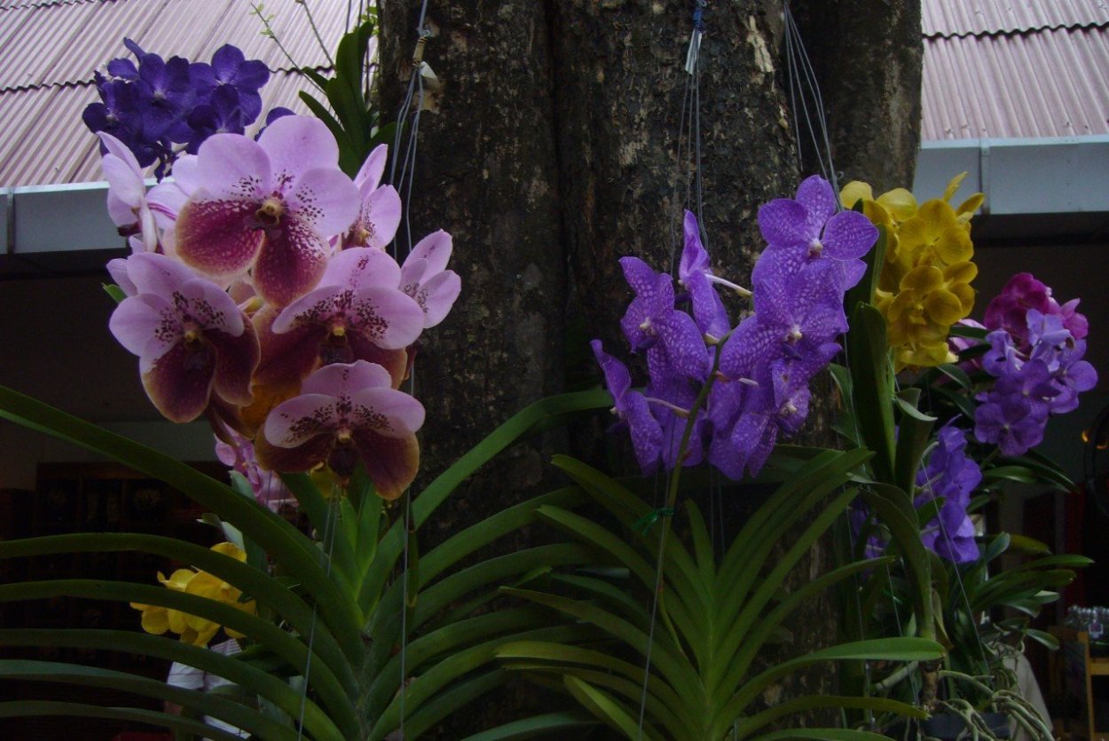 Фаленопсис абба