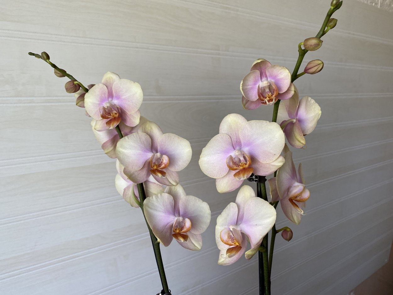 Орхидея биг лип фламенко