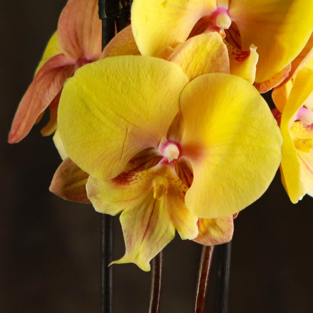 Орхидея фаленопсис Биг лип