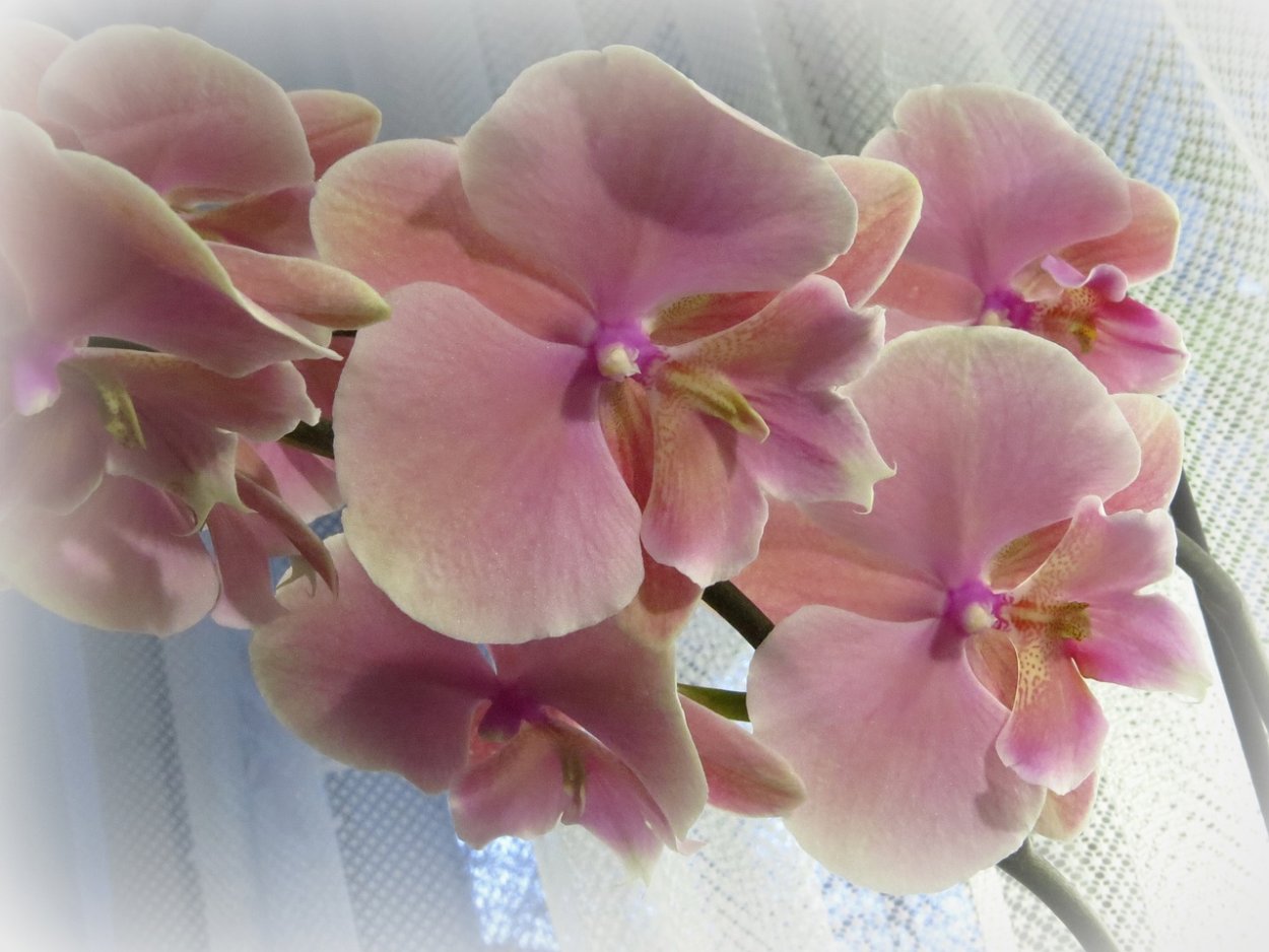 Орхидея фален спичлесс Элеганс Биг лип 2 ст