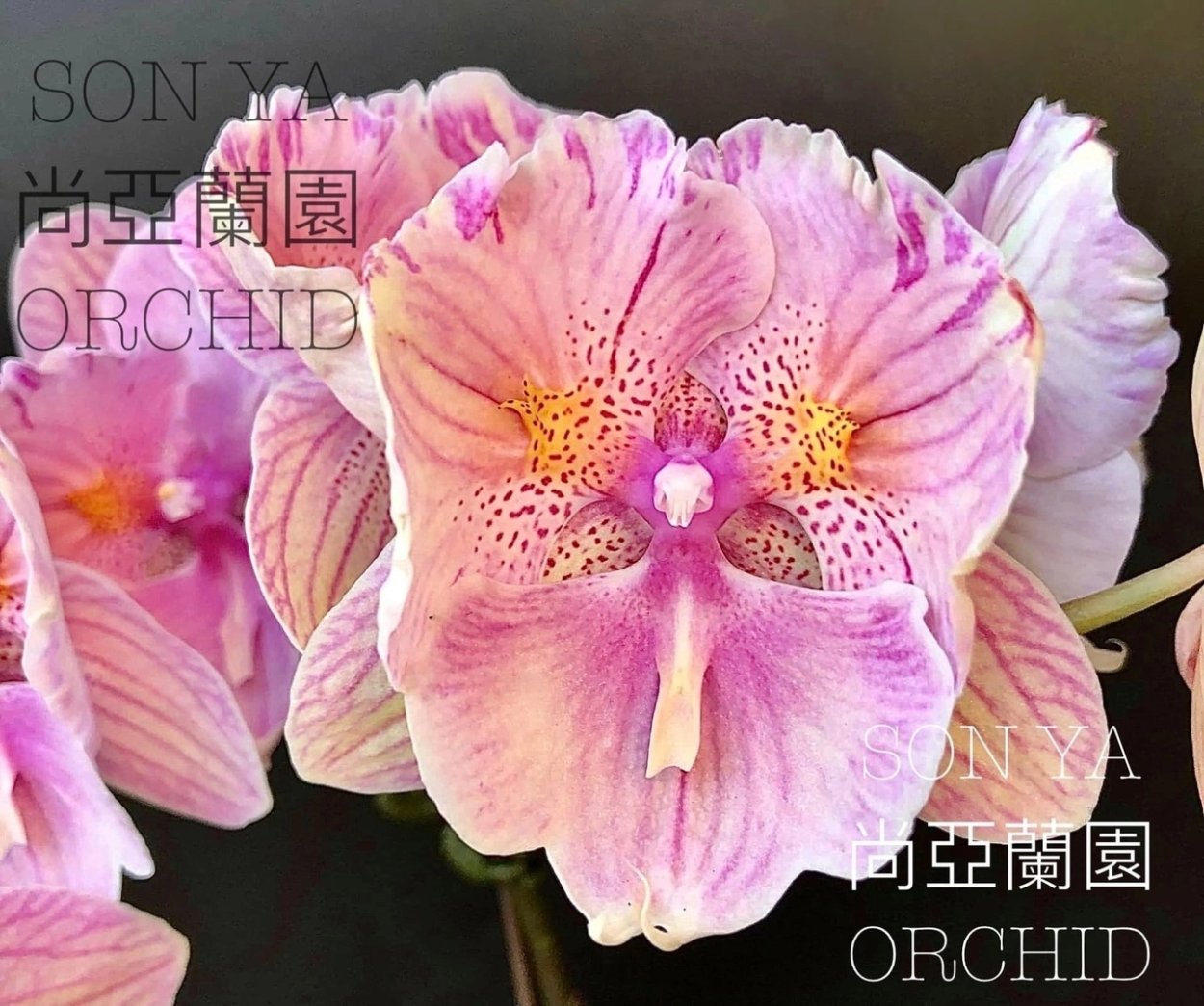 Фаленопсис Кинг кар