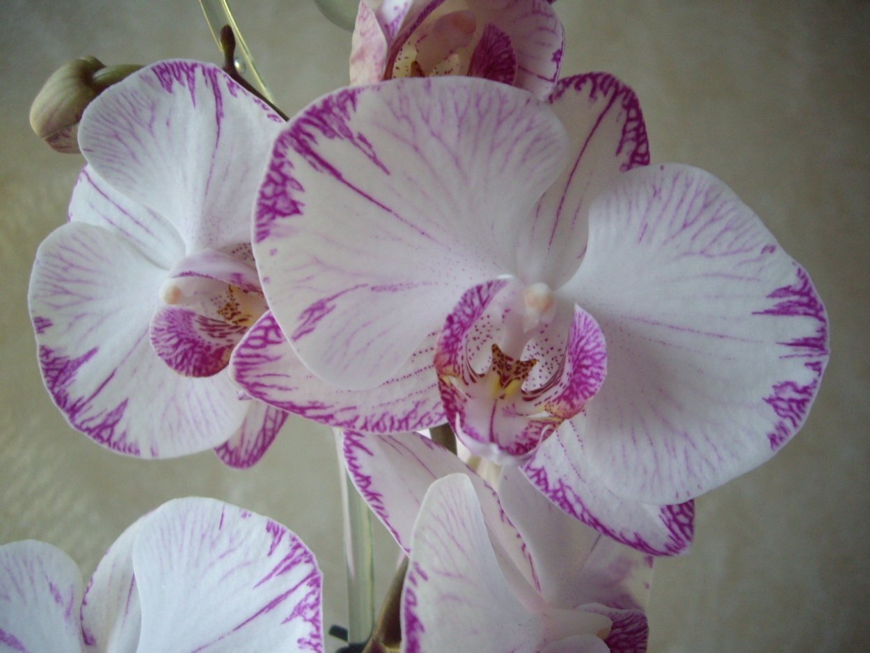 Фаленопсис Биг лип фламенко