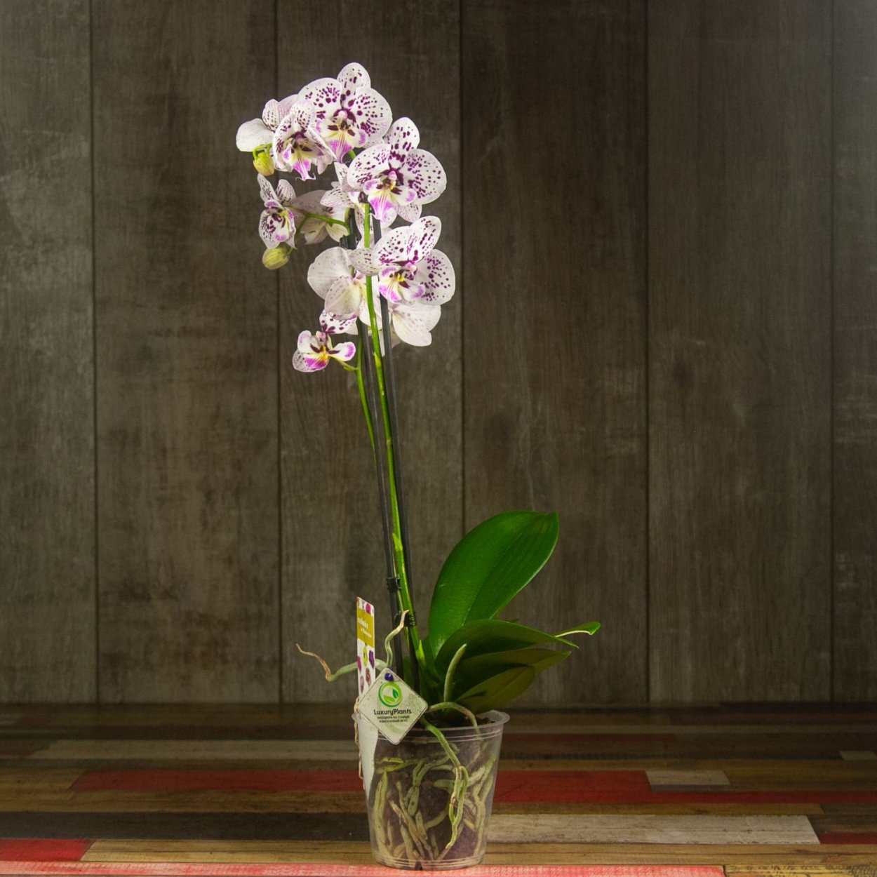 Орхидея Phalaenopsis big Lip