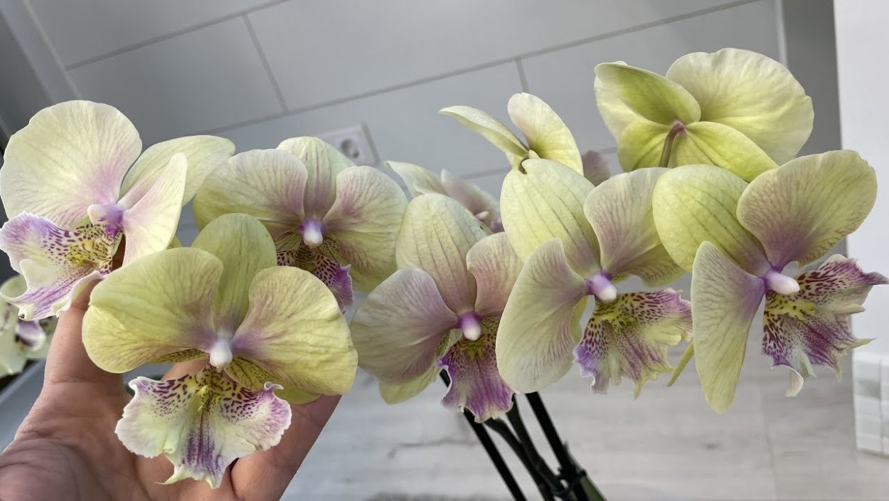 Фаленопсис Fureshing Mark