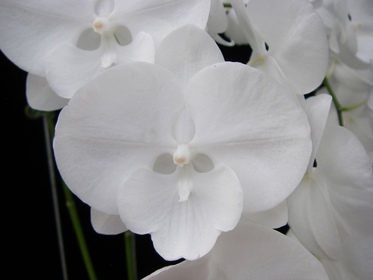 Фаленопсис Биг лип шоколад