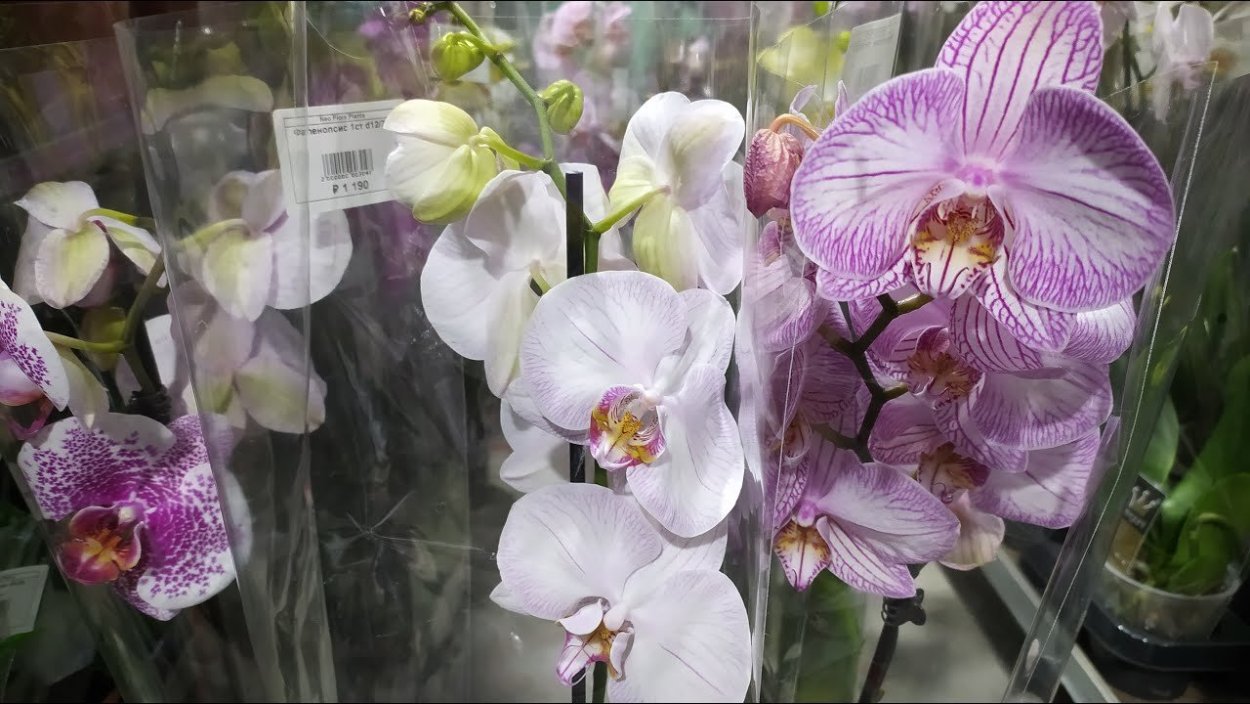 Фаленопсис Арлекин Phalaenopsis Arlekin