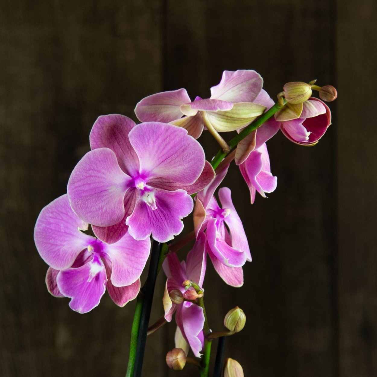 Phal Allura exotic Dancer Орхидея