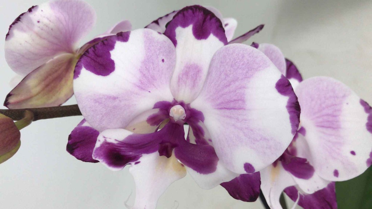 Фаленопсис Клеопатра Биг лип