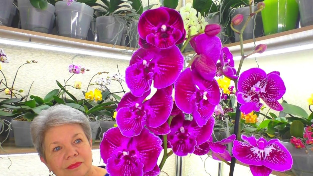 Орхидея Orange Blossom