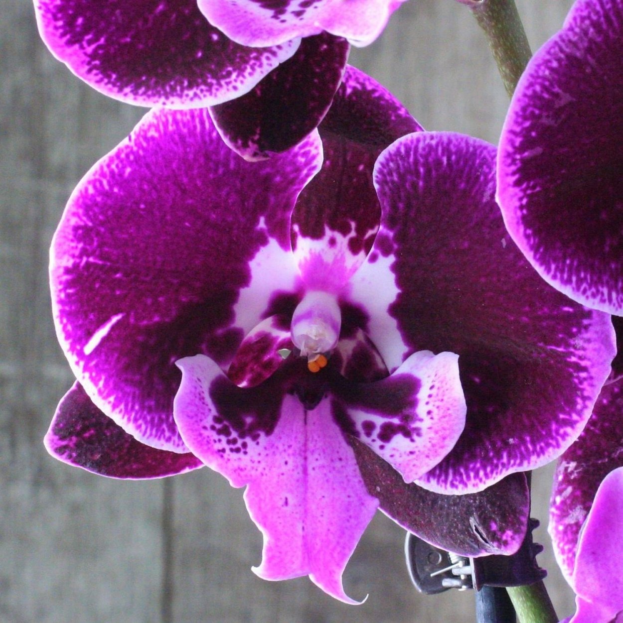 Фаленопсис Benny Биг лип