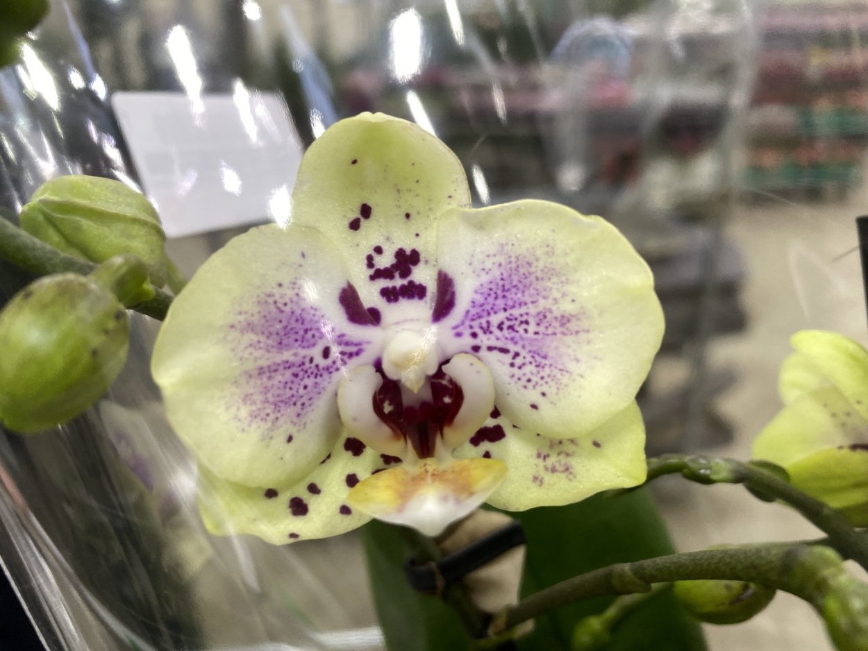 Орхидея биг лип фламенко - 74 фото