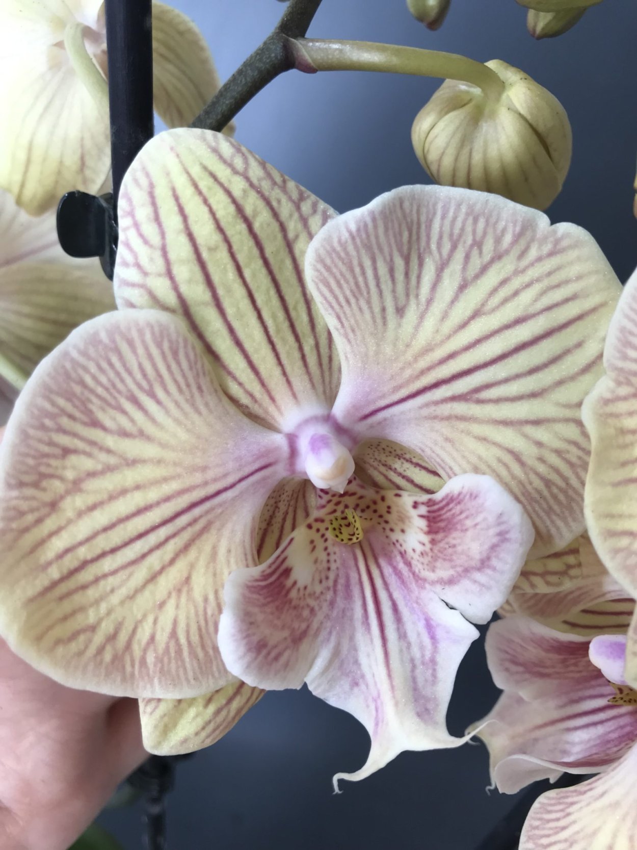 Phal. Miki Meteor '121'