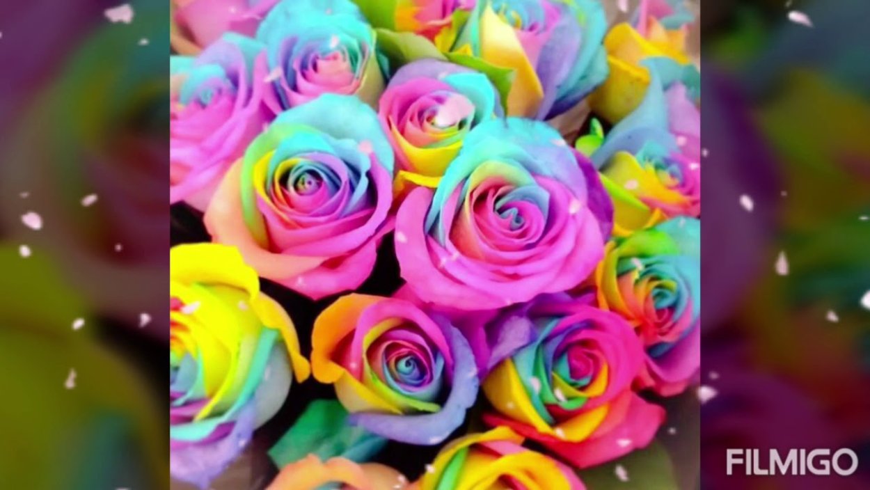 Роза Рейнбоу