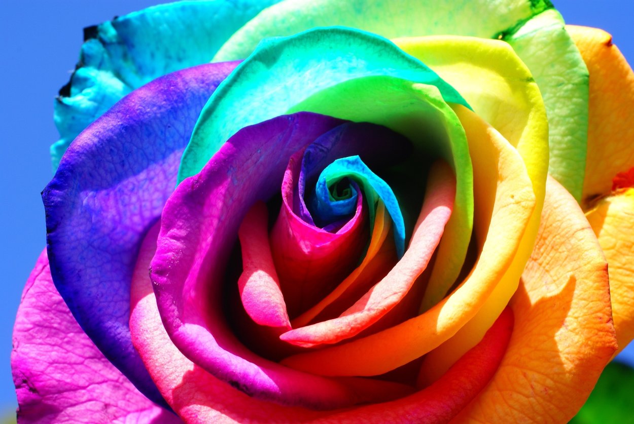 Радужная роза настоящая