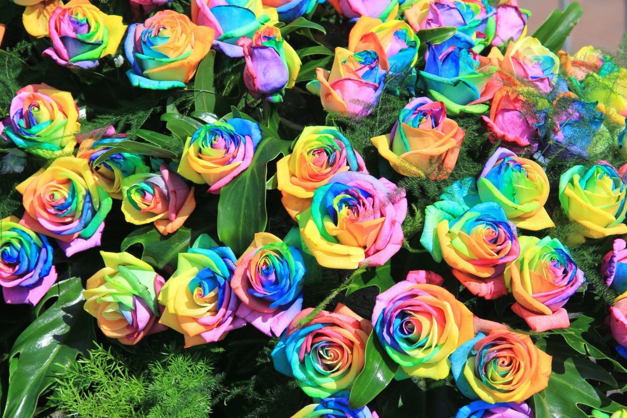 Роза Радуга эфиромасличная