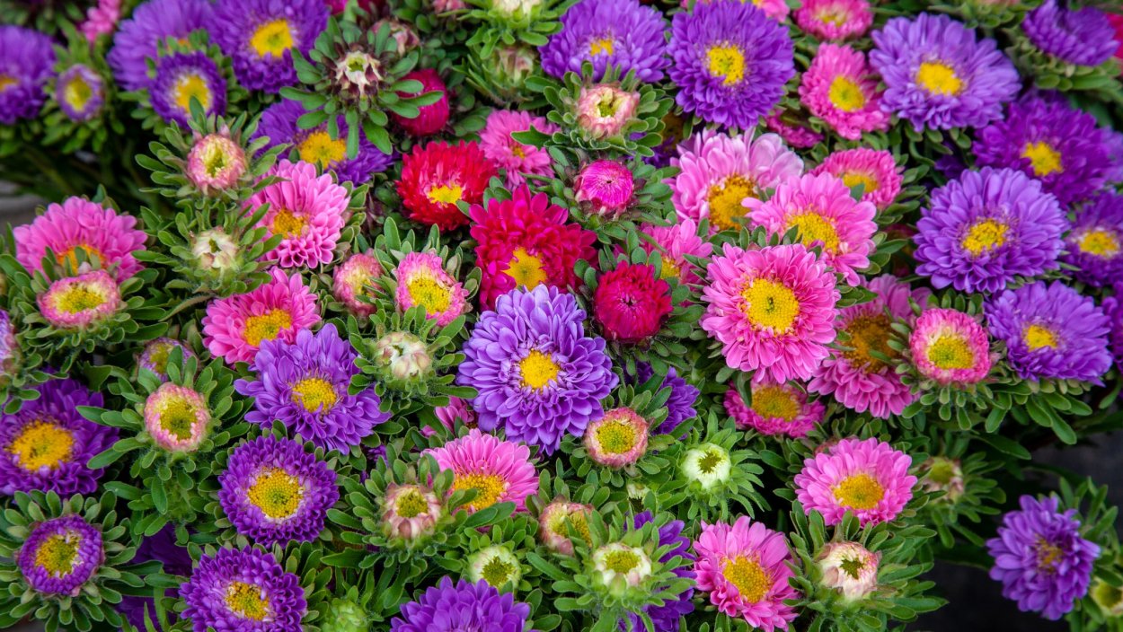 Хризантема Антонов Рейнбоу