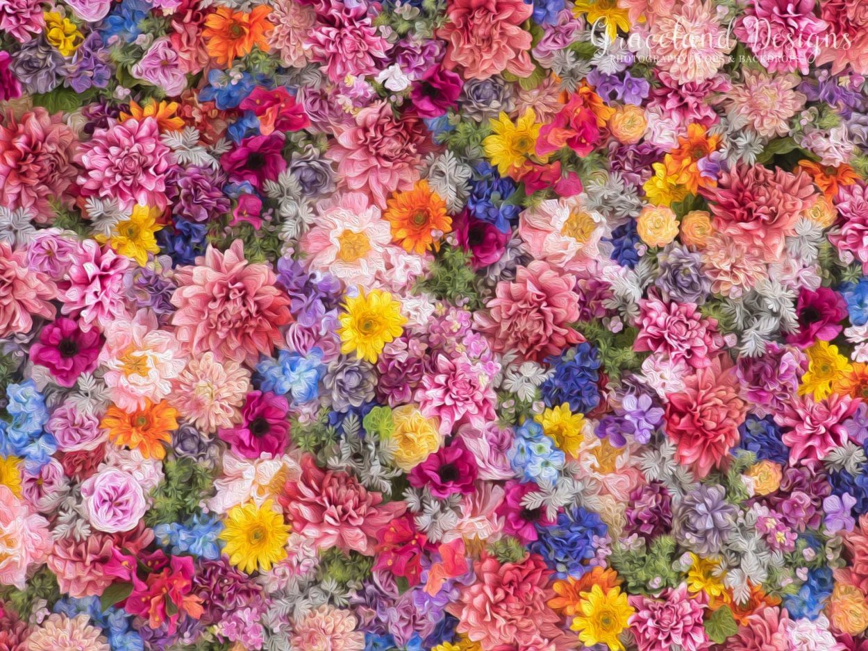 Роза Радуга эфиромасличная