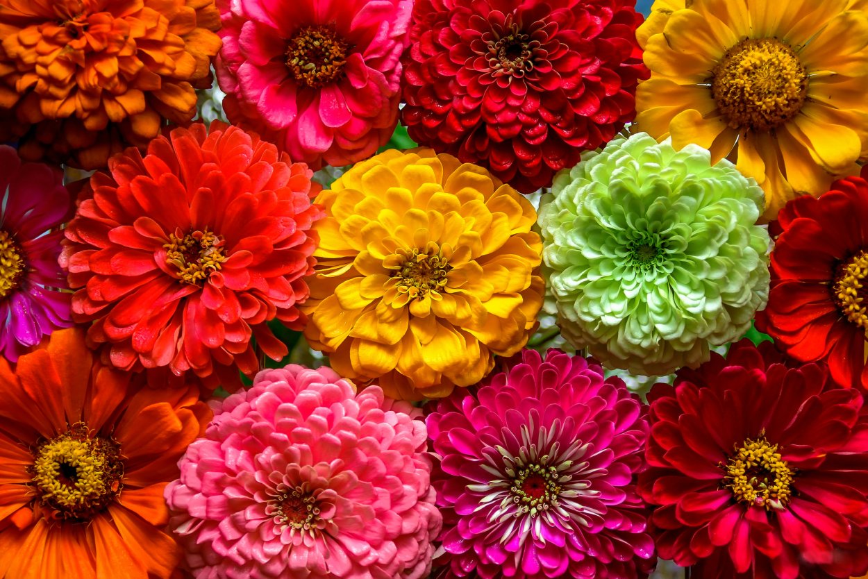 Разноцветные хризантемы картинки