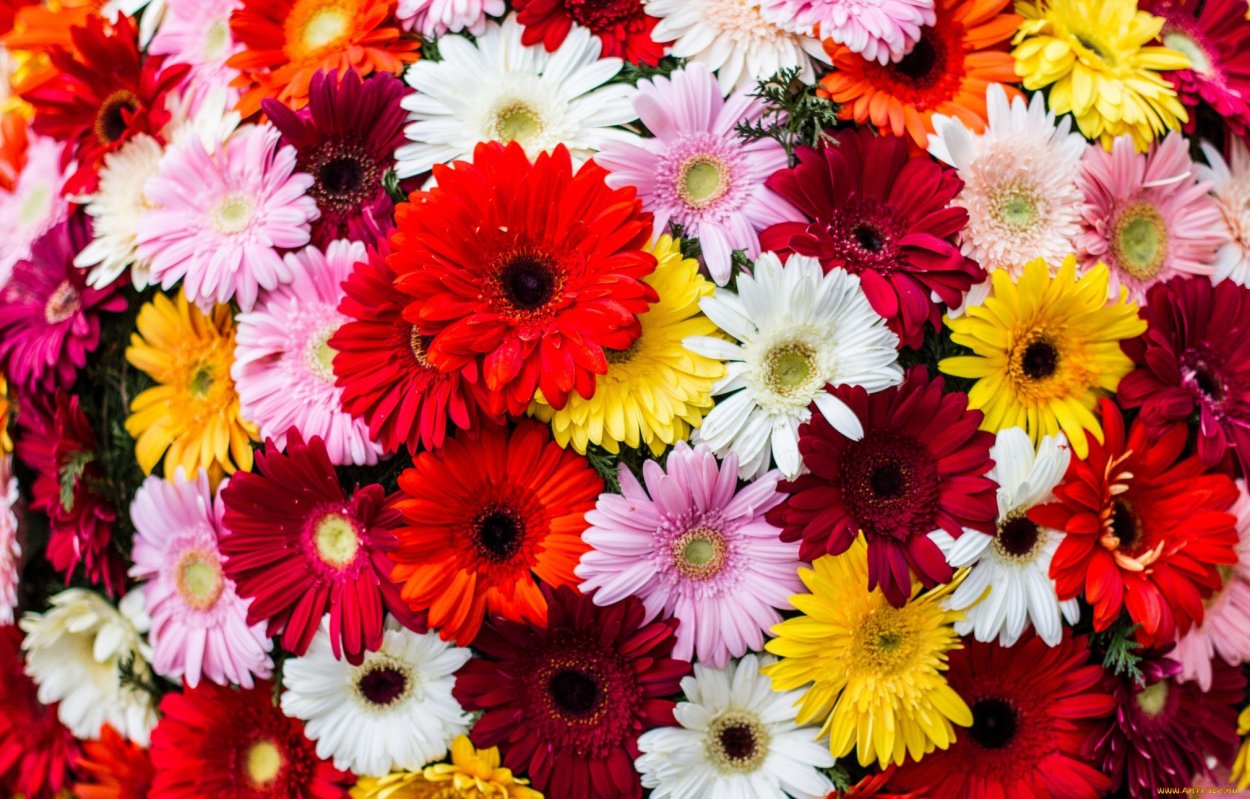 Калибрахоа Саншайн Берри