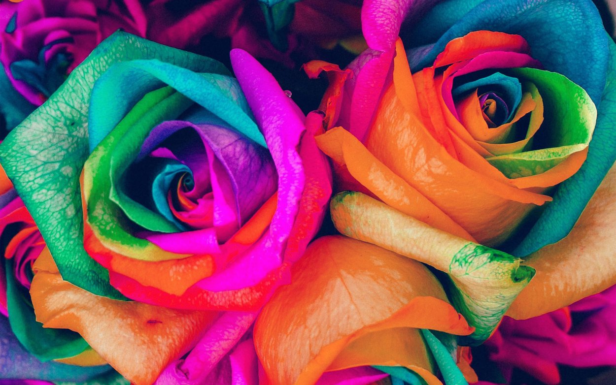 Роза Рейнбоу