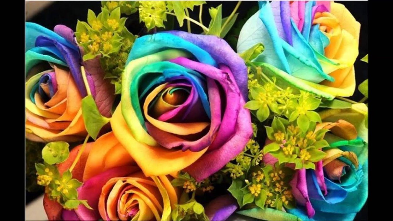 Голландская Радужная роза