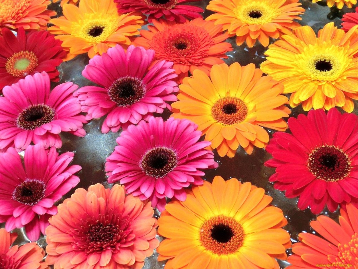 Астра Гала микс