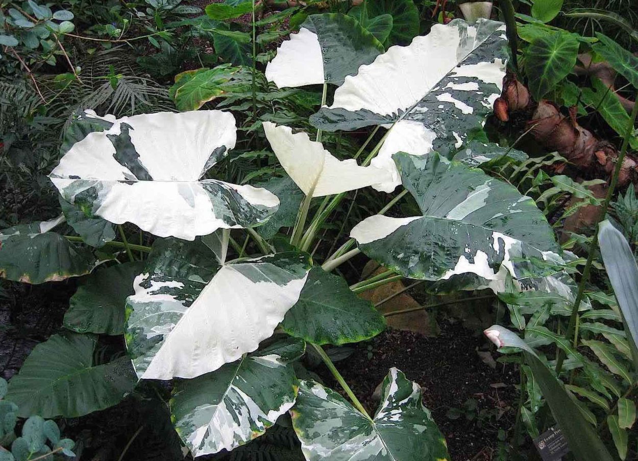 Alocasia macrorrhiza