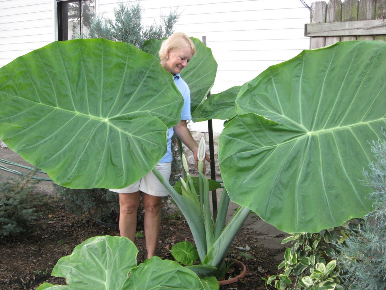 Алоказия cuprea