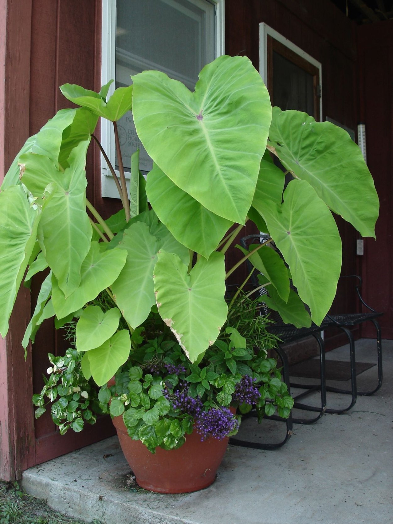Anthurium crystallinum