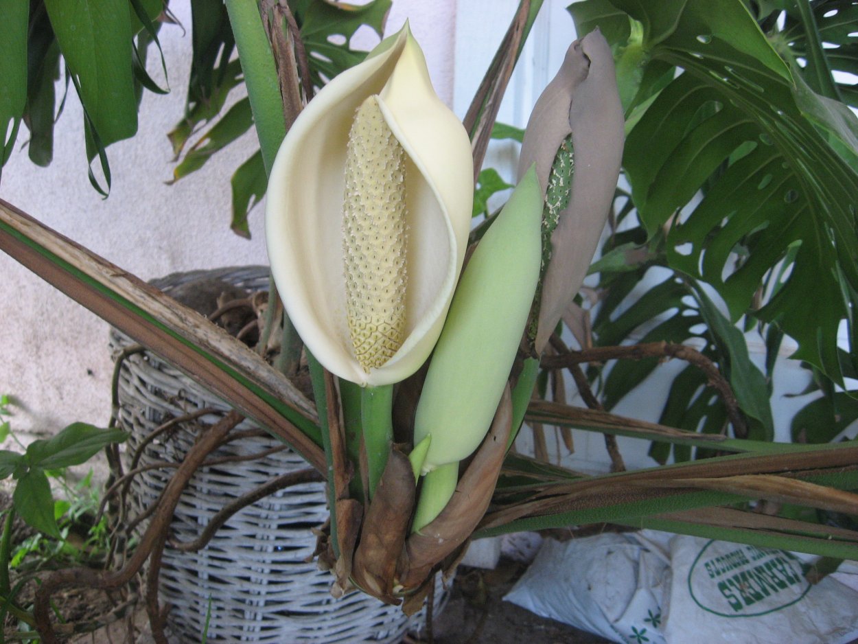 Колоказия гигантская