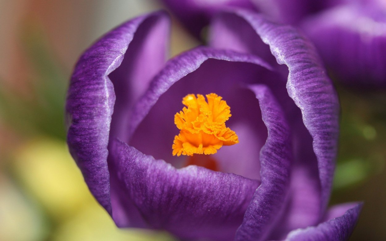 Цветок с фиолетовыми лепестками