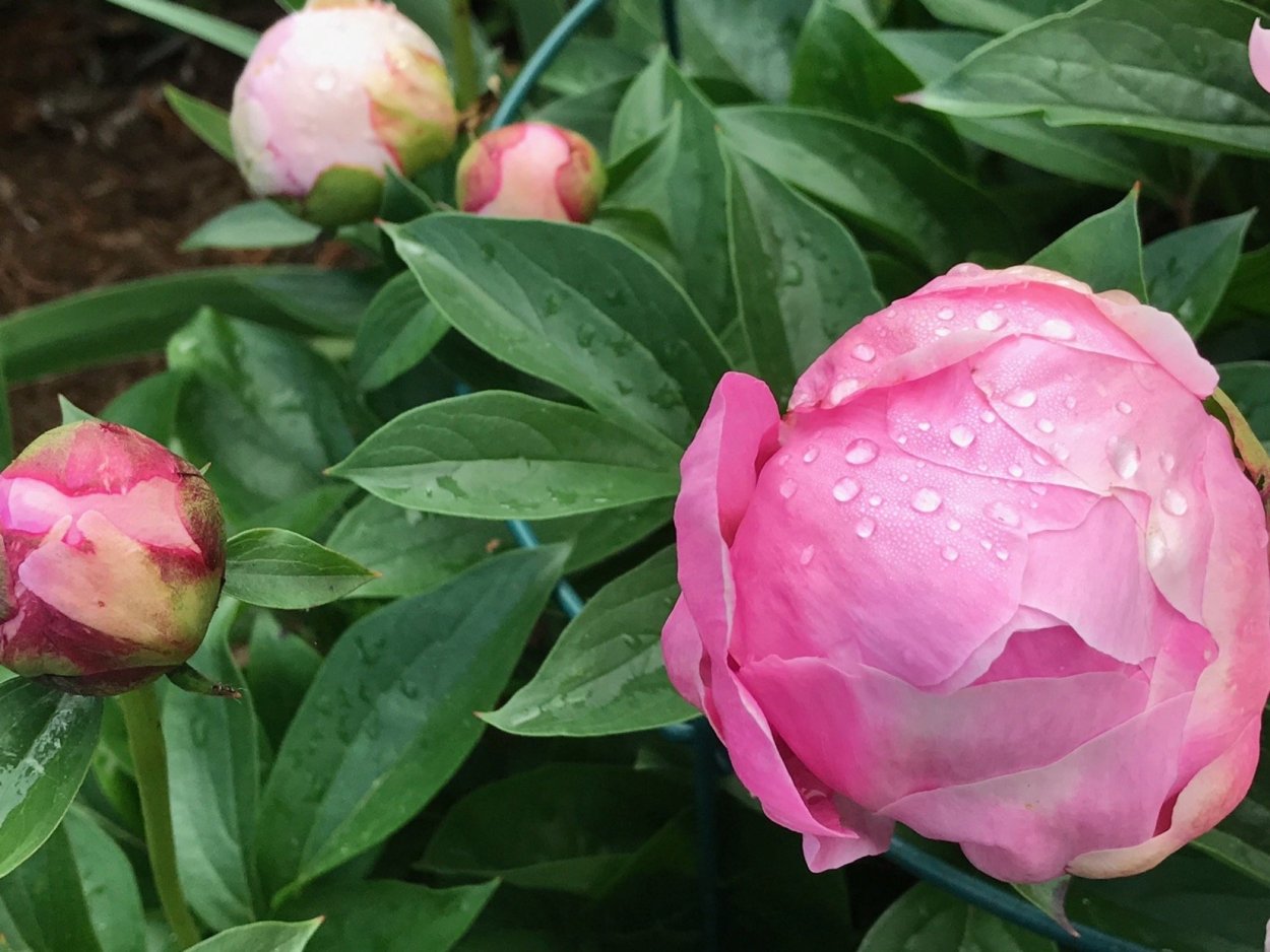 Пион мадам Эмиль дебатен