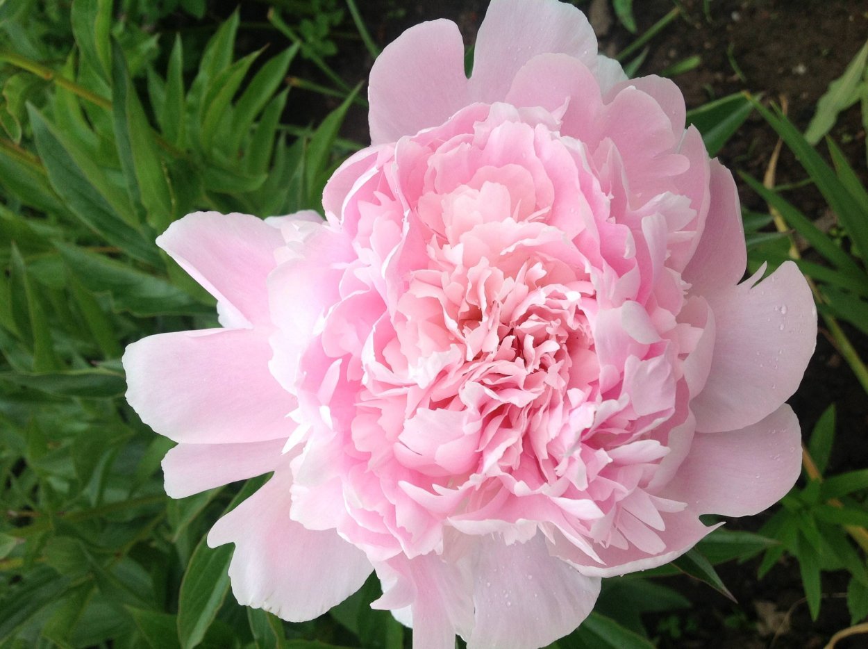 Пион молочноцветковый инспектор Лаверн