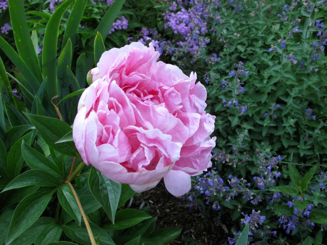 Пион Парфейт