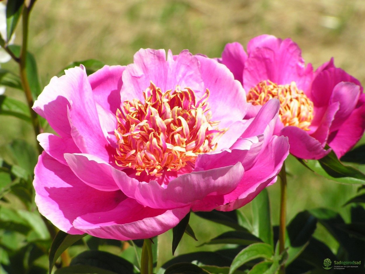 Пион Банкер Хилл