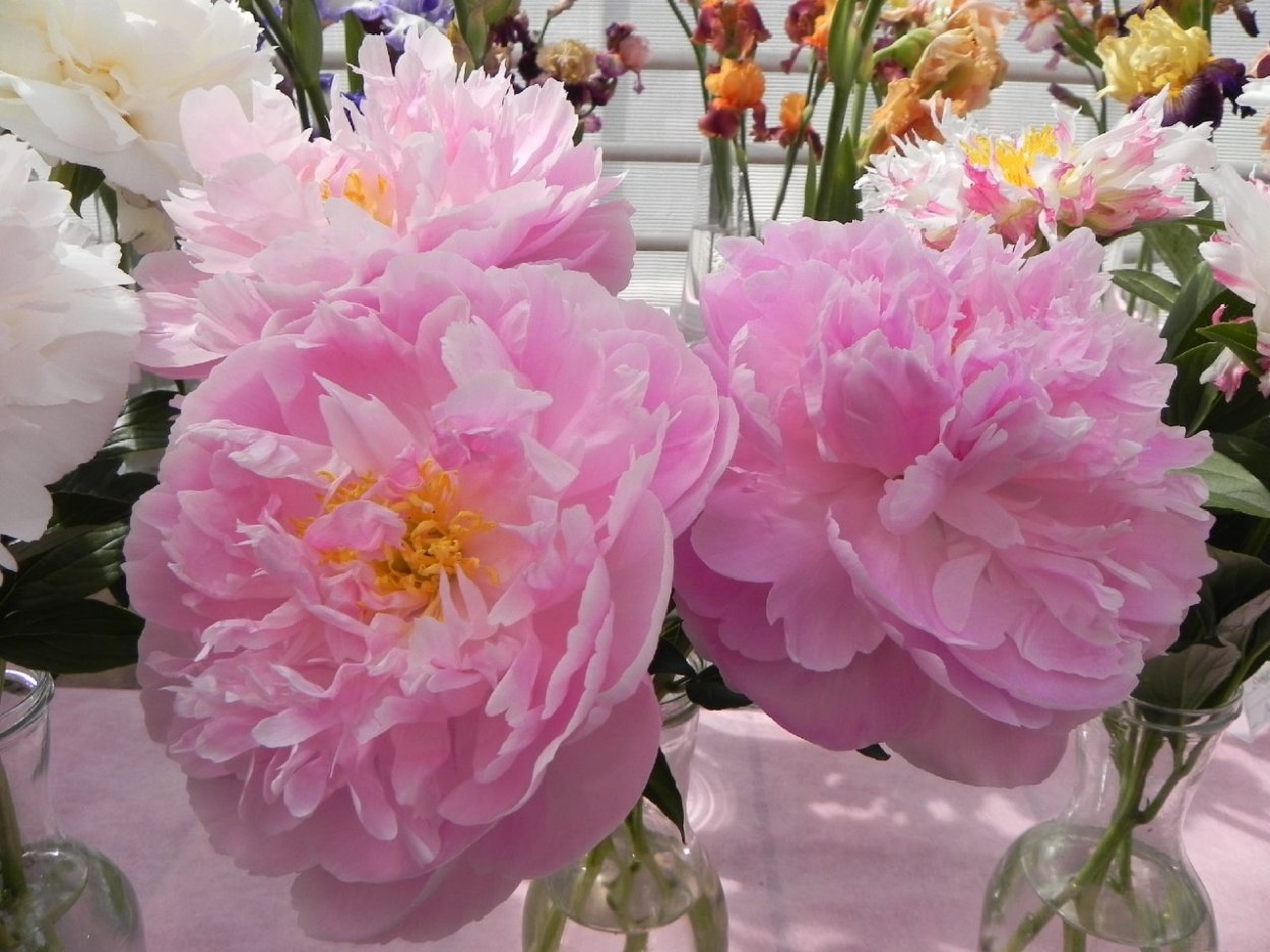 Ирис Пинк Парфайт среди пионов