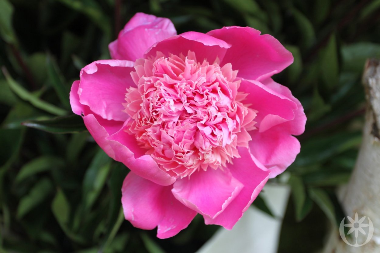 Пион Шиффон Парфейт Chiffon parfait