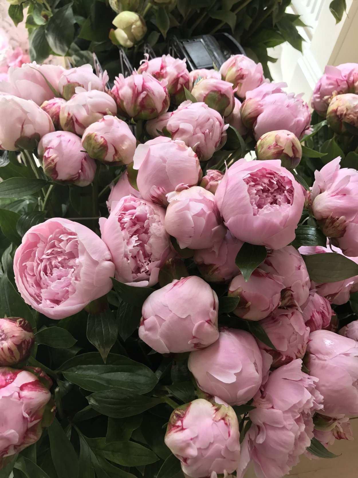 Пион Pink Ardour