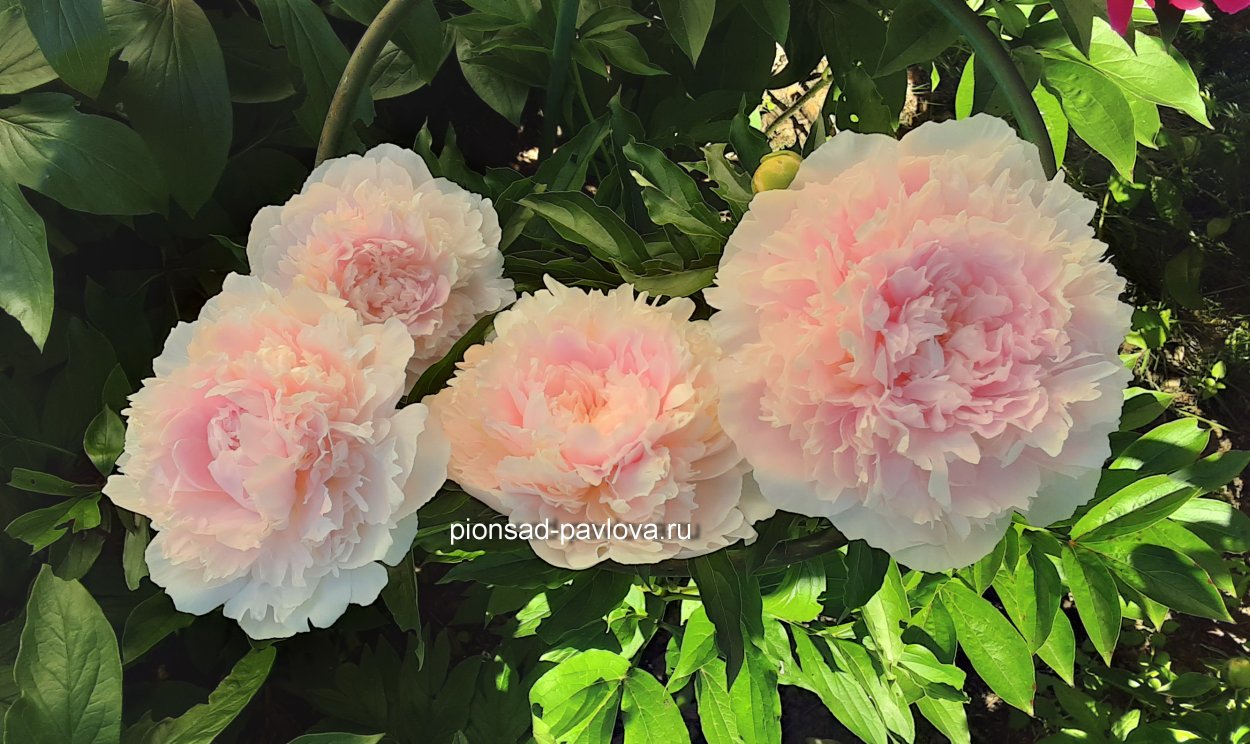 Пион Пинк Парфайт