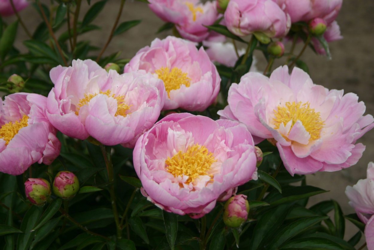 Пион Pink Diamond