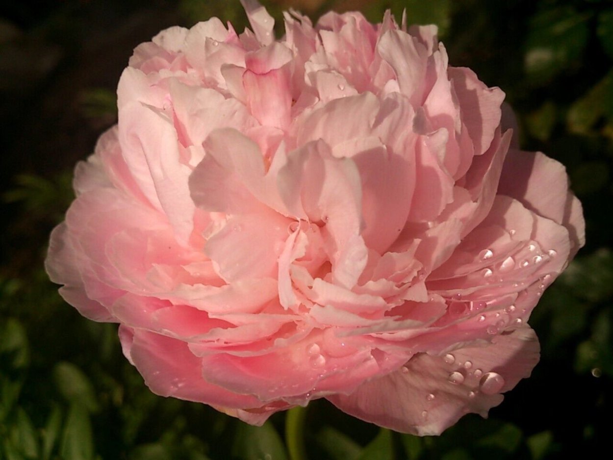 Пион Пинк Джайнт