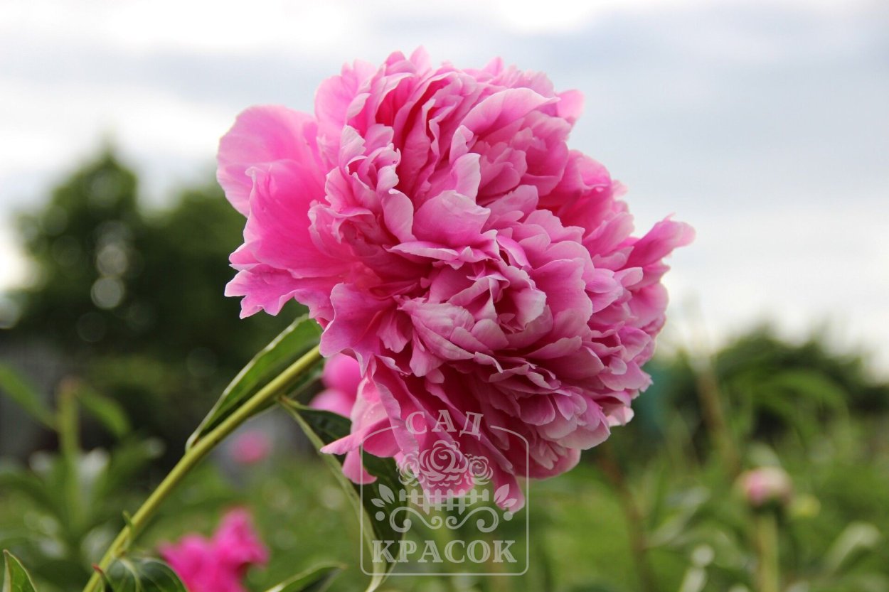 Pink Vanguard пион