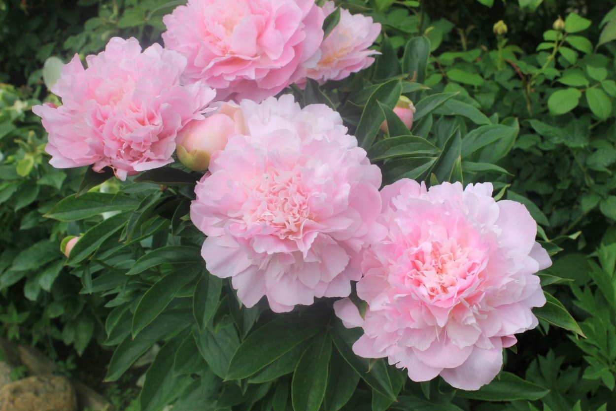 Пион Мэй Мьюзик