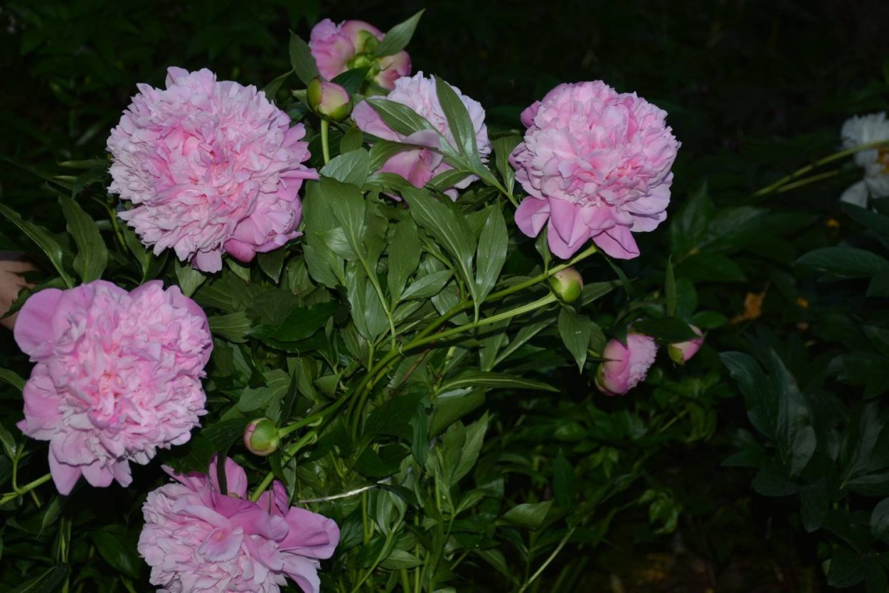 Пион Парфейт