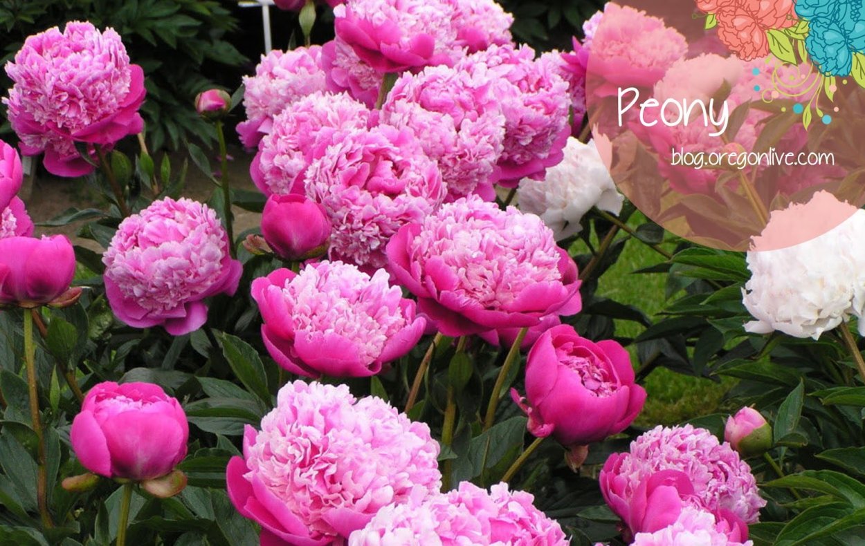 Пион Пинк Парфейт Pink parfait